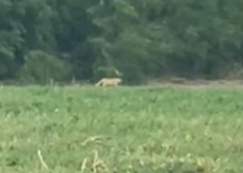 Detectan a felino grande en McAllen