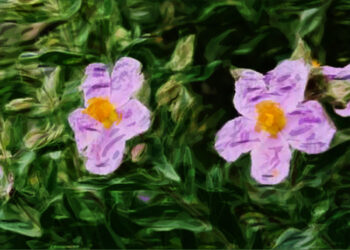 Soy nostalgia que llora