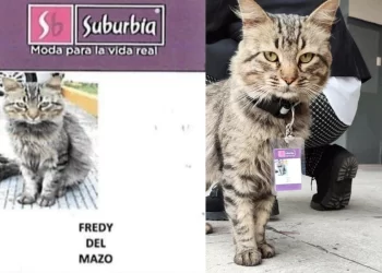 Gatito trabajador se gana el corazón de clientes y de todo internet