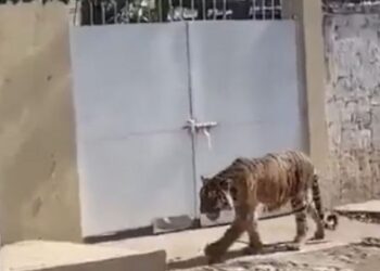 Captan a tigre de bengala deambulando en Nayarit