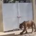 Captan a tigre de bengala deambulando en Nayarit