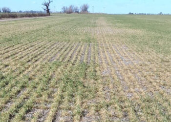 Los detienen con drogas y armas en Harlingen