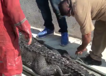 Flota cocodrilo sin vida en el Canal de la Cortadura