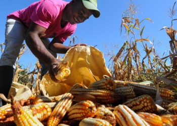 Potentísima exportación agropecuaria 