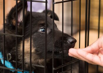 Inteligencia Nacional revisará documentos requisados a Trump