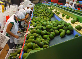 Crece exportación agropecuaria 