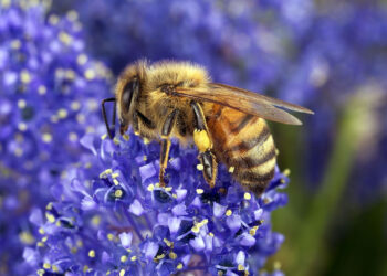 Producción de miel no ‘alzará vuelo’: por sequía caería 50%