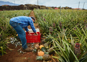 Asciende exportación agropecuaria