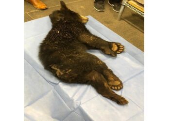 Violentan a Osezno de 7 meses