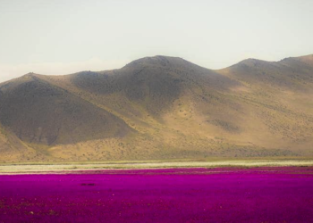 El regreso de las flores al desierto