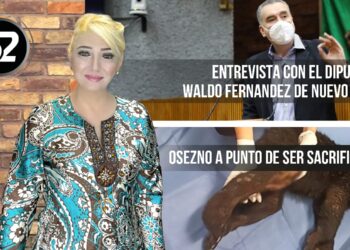 Osezno a punto de ser sacrificado