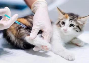 Vacunas y microchips para mascotas en Edinburg