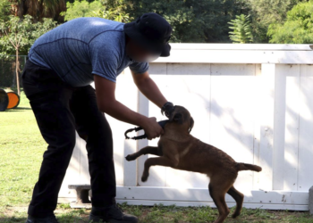 Guardia Estatal entrena futuros integrantes de la unidad canina