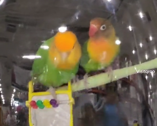 Sale de compras con sus periquitos y las redes enloquecen (video)