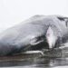 Encuentran muerta a ballena en costa de Oregón