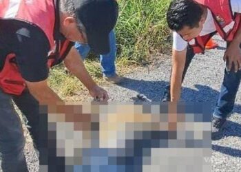 Encuentran Jaguar muerto en carretera de Tamaulipas