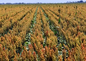 Dañadas miles de hectáreas de sorgo y maíz por granizada