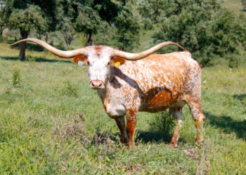 Buscan combatir fiebre en ganado de Texas