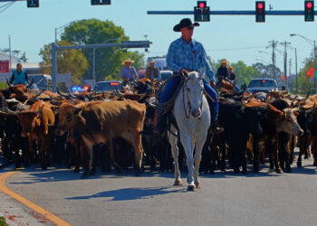 Texas ofrece ayuda a rancheros por daños a propiedades en frontera