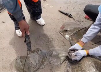 Encuentran decenas de mantarrayas muertas en playas de Sonora