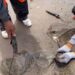 Encuentran decenas de mantarrayas muertas en playas de Sonora