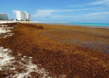 Preocupa que el sargazo afecte la temporada de playa en Florida