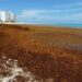 Preocupa que el sargazo afecte la temporada de playa en Florida
