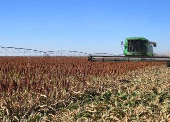 Esperan agricultores tamaulipecos buena cosecha de maíz y sorgo