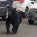 Un oso sorprende a la población deambulando en calles de Monterrey