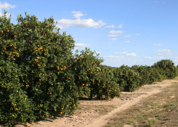 Agricultores texanos quieren que México cumpla con deuda de agua