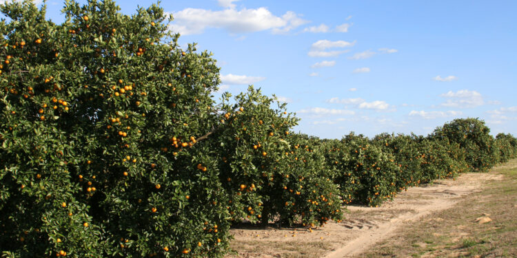 A florida orange grove with a crop of oranges ready to be picked.