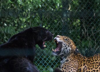 Reportaron el escape de 2 panteras y un tigre de bengala en Nuevo León