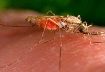 Alerta de salud en Texas y Florida por casos de malaria: CDC