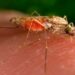 Alerta de salud en Texas y Florida por casos de malaria: CDC
