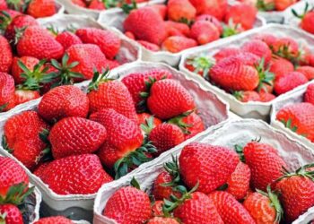 EU investiga casos de Hepatitis A causados por fresas importadas desde Baja California