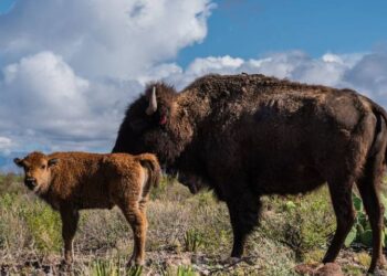 Nacen primeros bisontes en reserva natural El Carmen, en Coahuila
