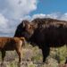 Nacen primeros bisontes en reserva natural El Carmen, en Coahuila