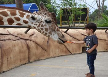 Despiden a la jirafa Rafa del Zoológico Tamatán