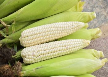 Maíz blanco harinero
