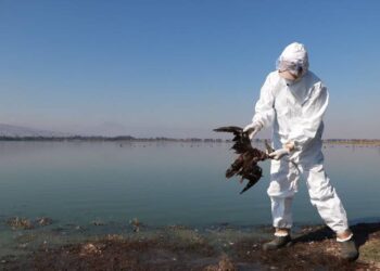 Mueren de hambre aves marinas en el pacífico mexicano