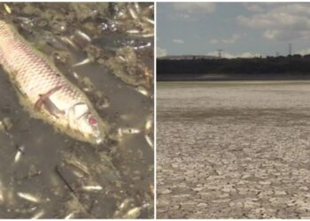 Sequía provoca la muerte de peces en presa de Hidalgo