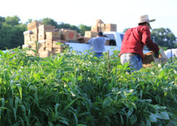 Trabajadores del campo en el Valle de Texas sufren las condiciones extremas de calor