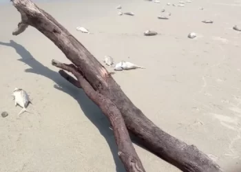 Hallan peces muertos en Oaxaca