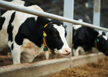 Resultados censo agropecuario