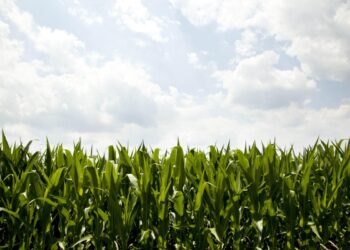 En riesgo agricultores fronterizos por adeudo de agua a EU