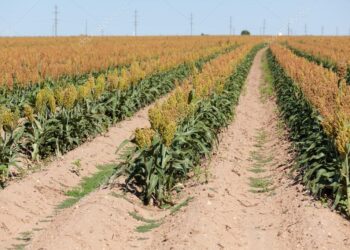 Reclaman sorgeros a AMLO fijar precios de garantía justos.