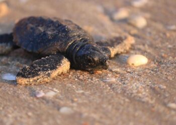 Libera Tamaulipas más de 52 mil crías de tortuga lora