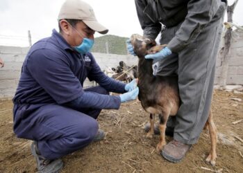 Premio sanidad animal 2023