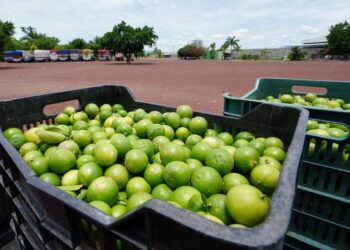 Limoneros ceden a amenazas del crimen organizado: aceptan aumento en cobro de piso