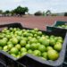 Limoneros ceden a amenazas del crimen organizado: aceptan aumento en cobro de piso
